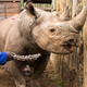 One of the six black rhinos moved to Zakouma National Park in Chad. Hopefully, this one is still alive. :(